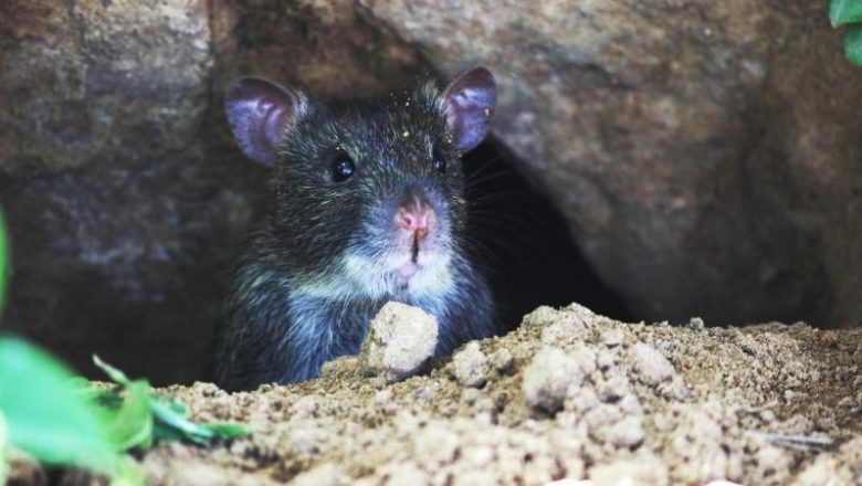 Slik kan bruk av rottefeller redde hytta di fra gnagerinvasjon